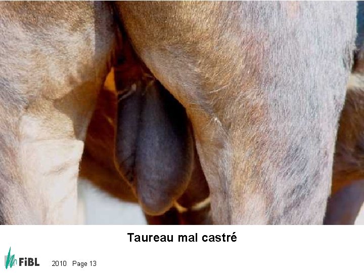 Bild: Schlecht oder falsch kastrierter Stier Taureau mal castré 2010 Page 13 