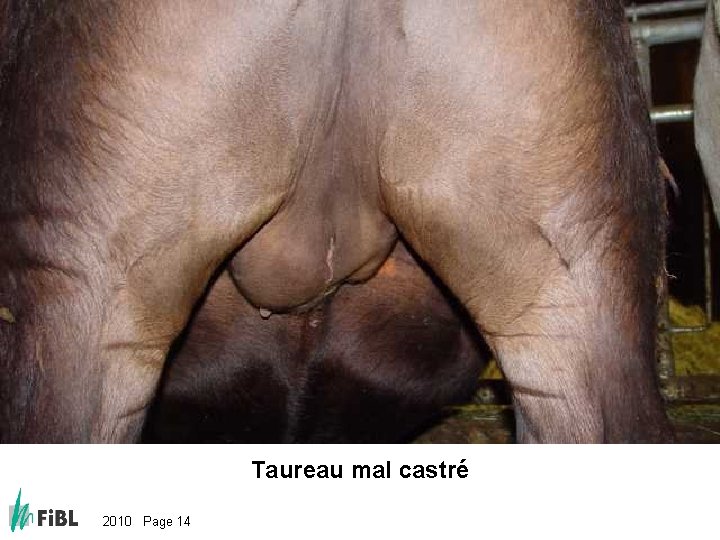 Bild: Schlecht oder falsch kastrierter Stier Taureau mal castré 2010 Page 14 