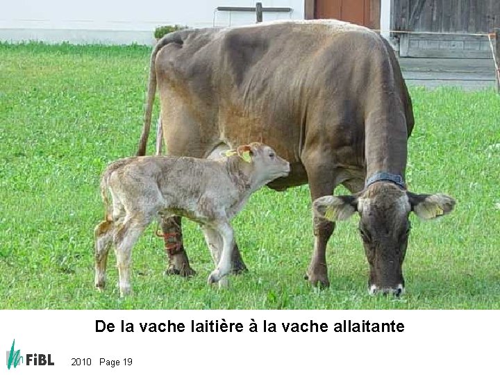 Bild: Von der Milchkuh zur Mutterkuh De la vache laitière à la vache allaitante