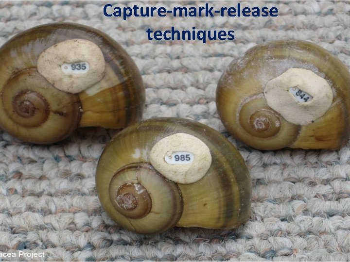 Capture-mark-release techniques 