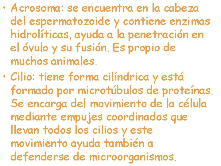  • Acrosoma: se encuentra en la cabeza del espermatozoide y contiene enzimas hidrolíticas,