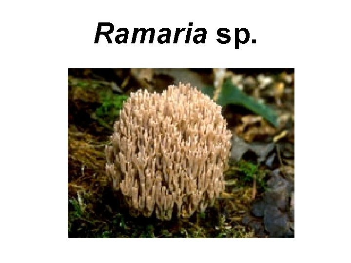 Ramaria sp. 