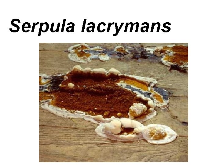 Serpula lacrymans 