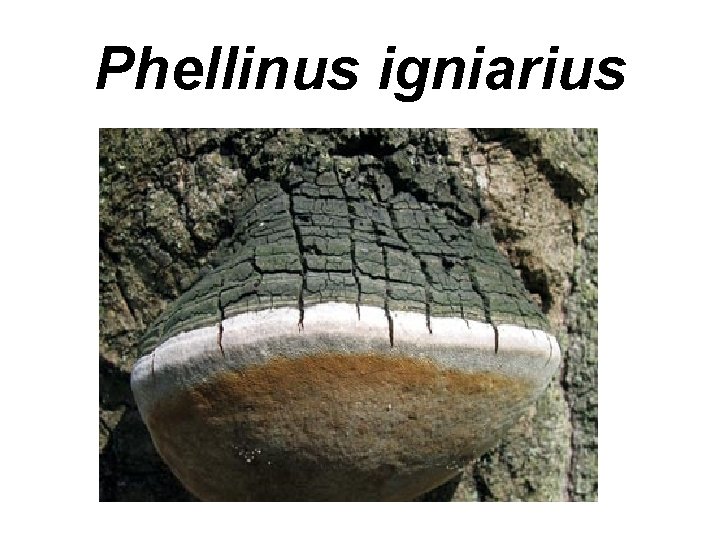Phellinus igniarius 