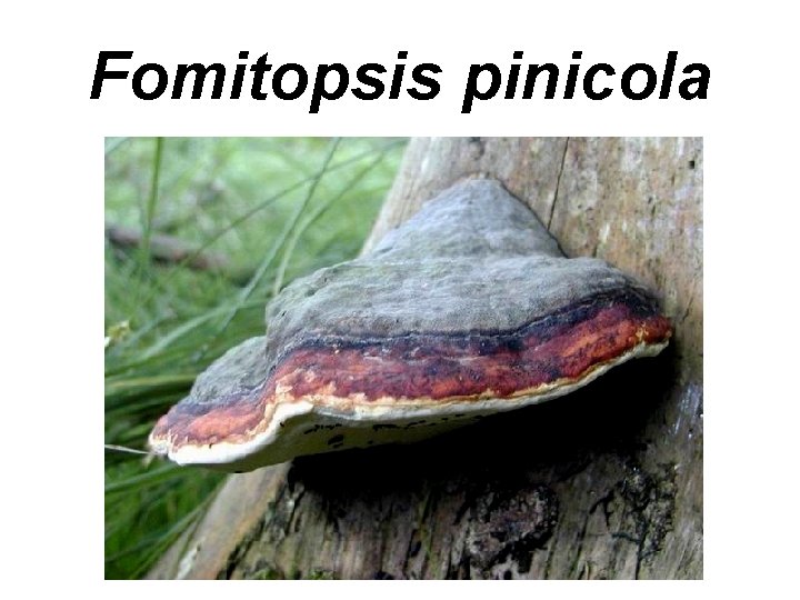 Fomitopsis pinicola 