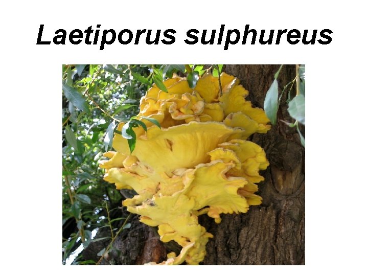 Laetiporus sulphureus 