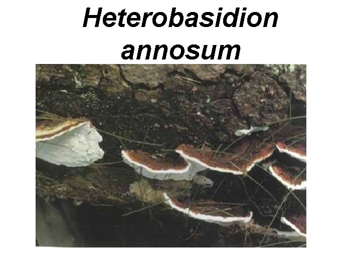 Heterobasidion annosum 