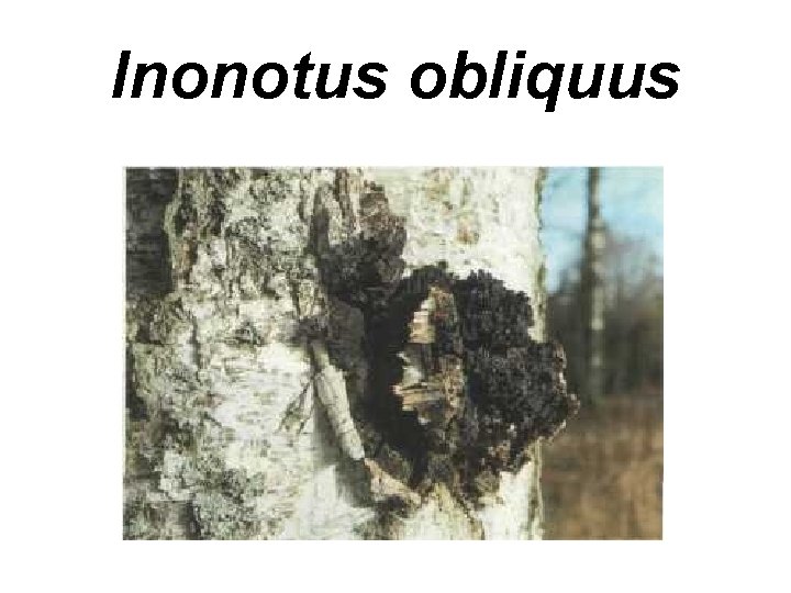 Inonotus obliquus 