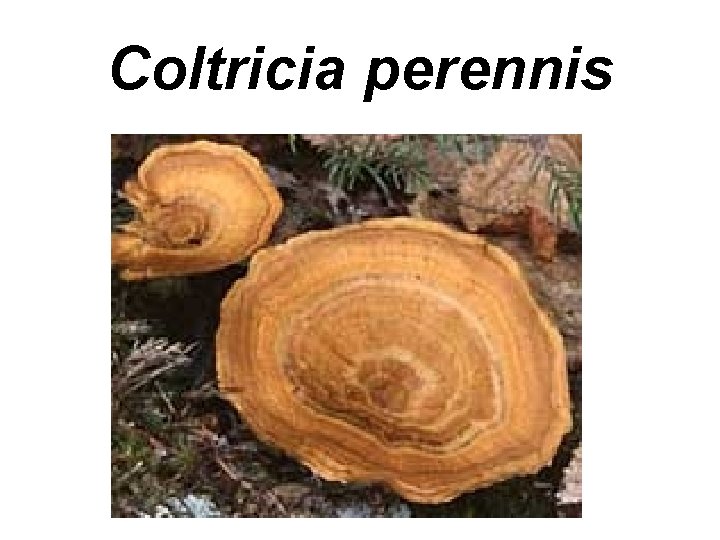 Coltricia perennis 