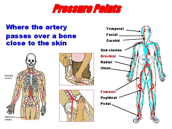 Pressure Points Where the artery passes over a bone close to the skin Temporal