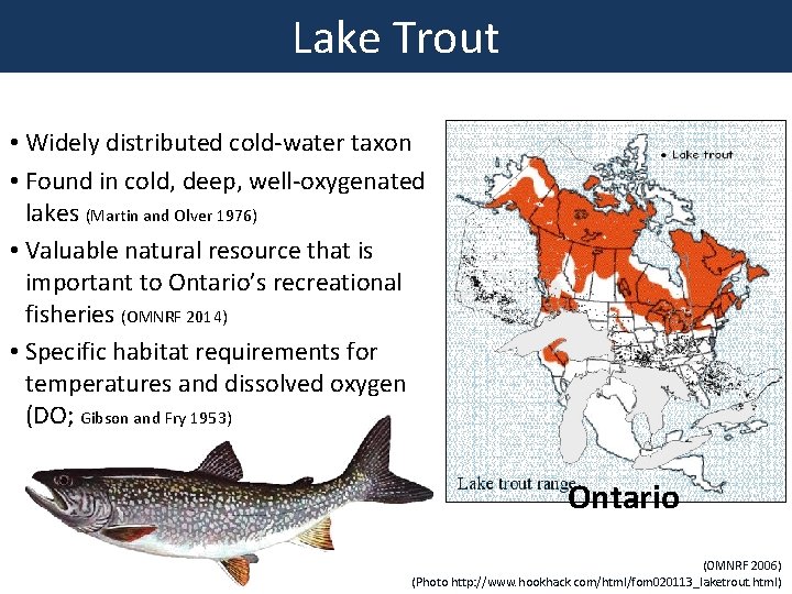 Lake Trout • Widely distributed cold-water taxon • Found in cold, deep, well-oxygenated lakes