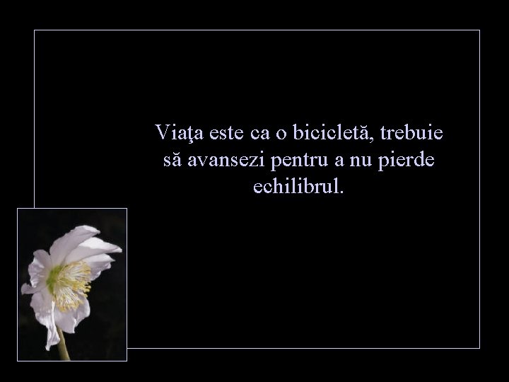 Viaţa este ca o bicicletă, trebuie să avansezi pentru a nu pierde echilibrul. 