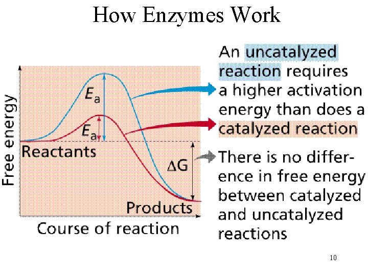 How Enzymes Work 10 