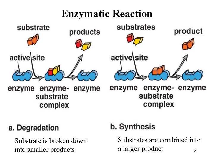 Enzymatic Reaction Substrate is broken down into smaller products Substrates are combined into a