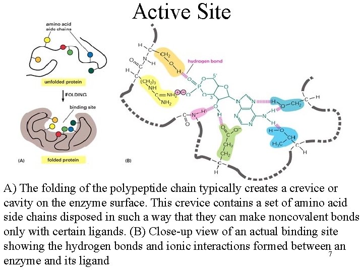Active Site A) The folding of the polypeptide chain typically creates a crevice or