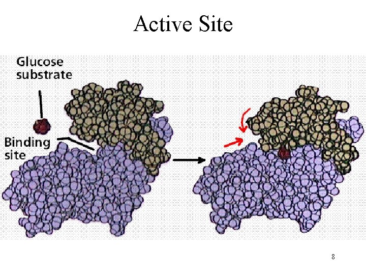Active Site 8 