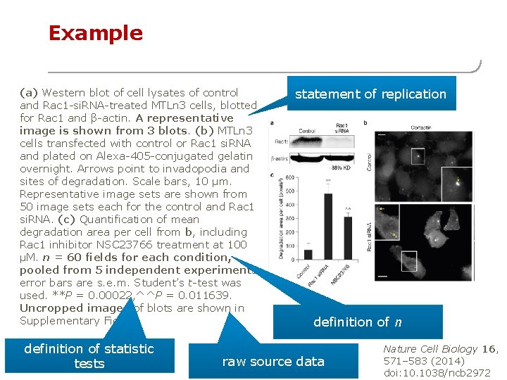 Example (a) Western blot of cell lysates of control and Rac 1 -si. RNA-treated