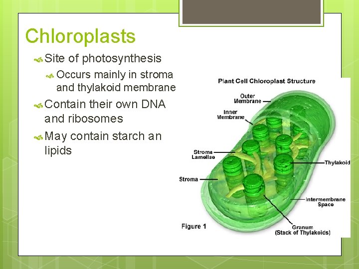 Chloroplasts Site of photosynthesis Occurs mainly in stroma and thylakoid membrane Contain their own