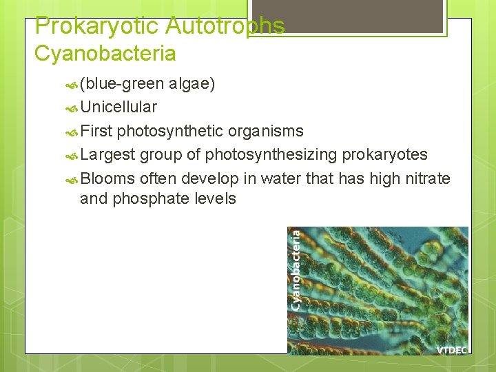 Prokaryotic Autotrophs Cyanobacteria (blue-green algae) Unicellular First photosynthetic organisms Largest group of photosynthesizing prokaryotes