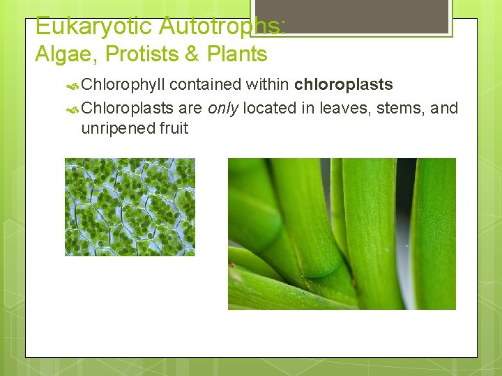 Eukaryotic Autotrophs: Algae, Protists & Plants Chlorophyll contained within chloroplasts Chloroplasts are only located