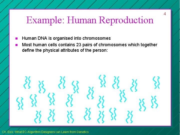 Example: Human Reproduction n n Human DNA is organised into chromosomes Most human cells