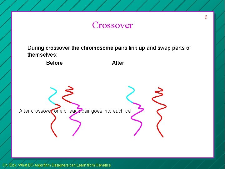 Crossover During crossover the chromosome pairs link up and swap parts of themselves: Before