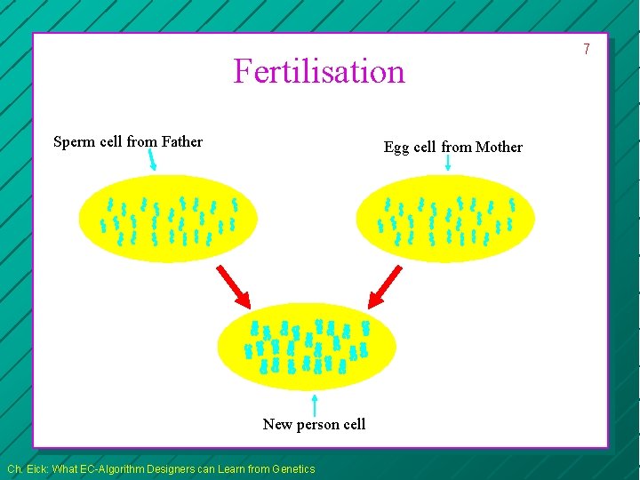 Fertilisation Sperm cell from Father Egg cell from Mother New person cell Ch. Eick: