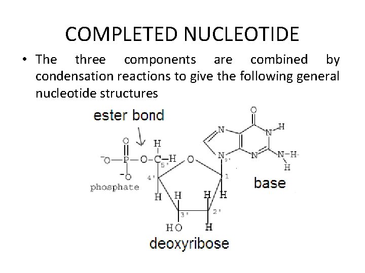 COMPLETED NUCLEOTIDE • The three components are combined by condensation reactions to give the