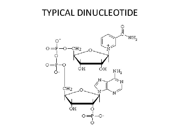 TYPICAL DINUCLEOTIDE 