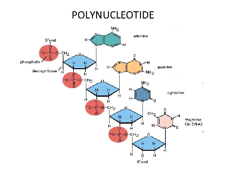 POLYNUCLEOTIDE 