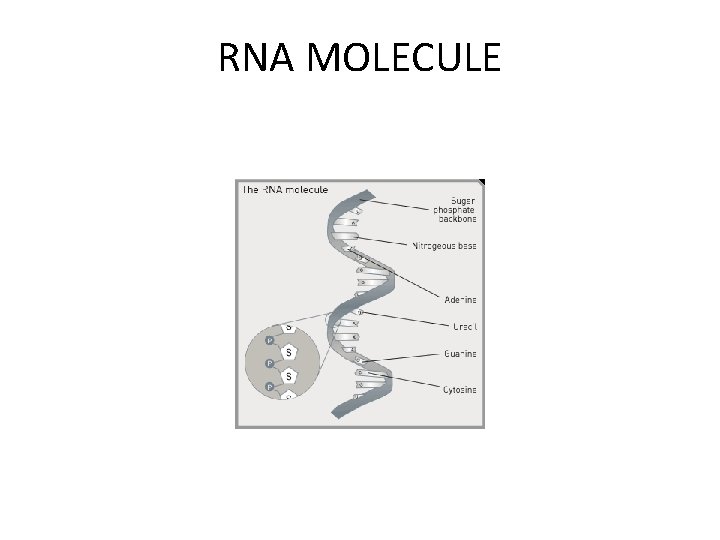 RNA MOLECULE 