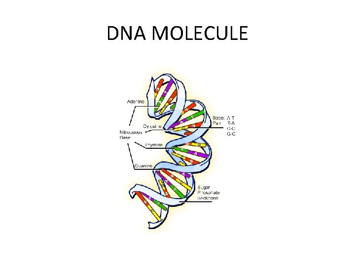 DNA MOLECULE 