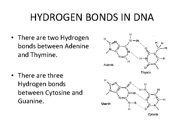 HYDROGEN BONDS IN DNA • There are two Hydrogen bonds between Adenine and Thymine.