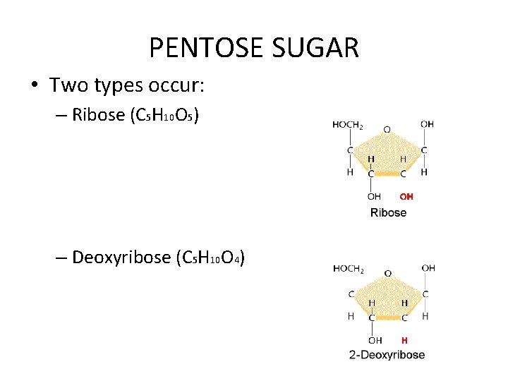 PENTOSE SUGAR • Two types occur: – Ribose (C 5 H 10 O 5)