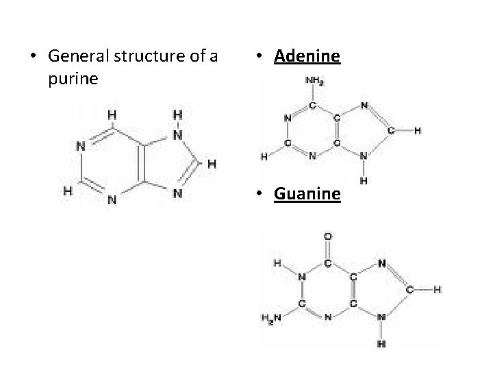  • General structure of a purine • Adenine • Guanine 