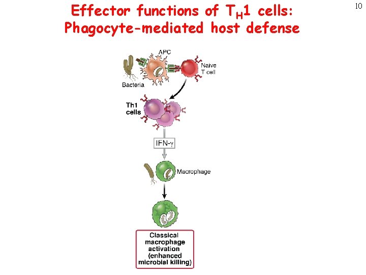 Effector functions of TH 1 cells: Phagocyte-mediated host defense 10 