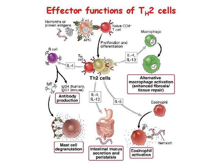 Effector functions of TH 2 cells 