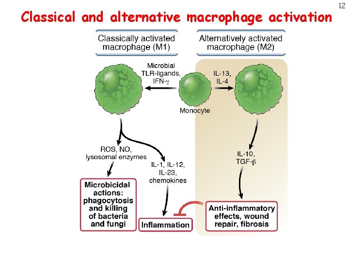 Classical and alternative macrophage activation 12 