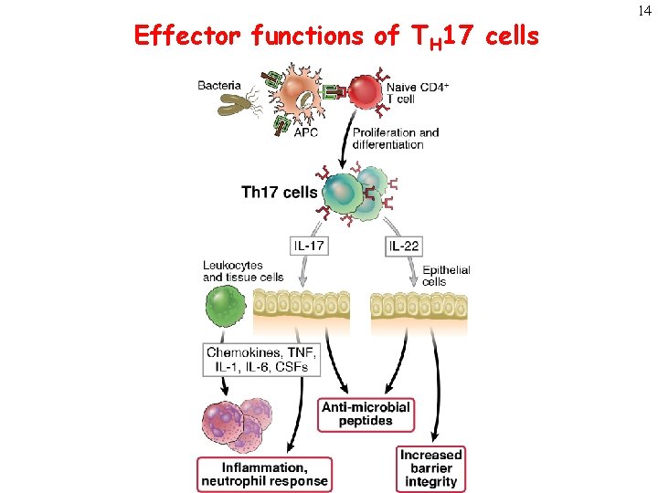 Effector functions of TH 17 cells 14 