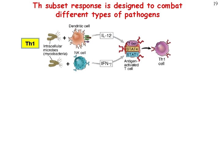 Th subset response is designed to combat different types of pathogens Th 1 Th