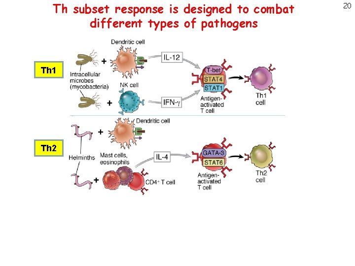 Th subset response is designed to combat different types of pathogens Th 1 Th