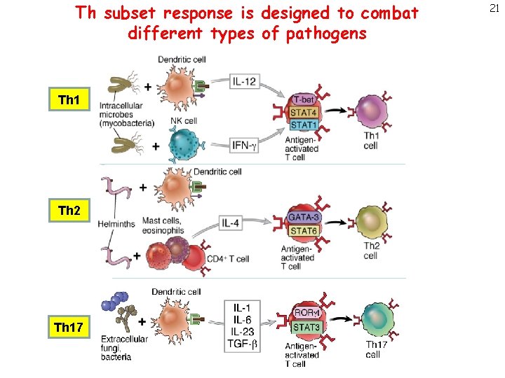 Th subset response is designed to combat different types of pathogens Th 1 Th