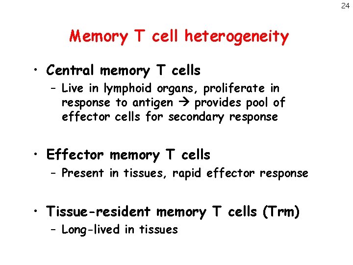 24 Memory T cell heterogeneity • Central memory T cells – Live in lymphoid