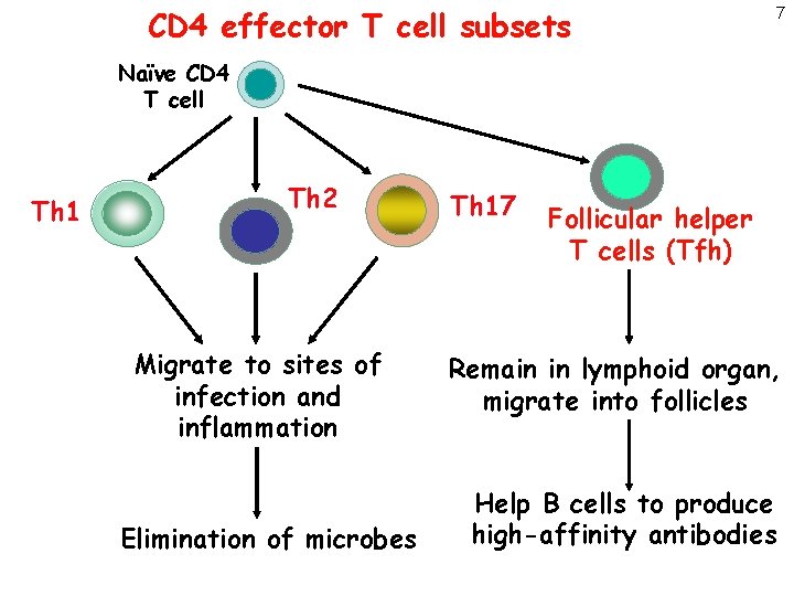 CD 4 effector T cell subsets 7 Naïve CD 4 T cell Th 1