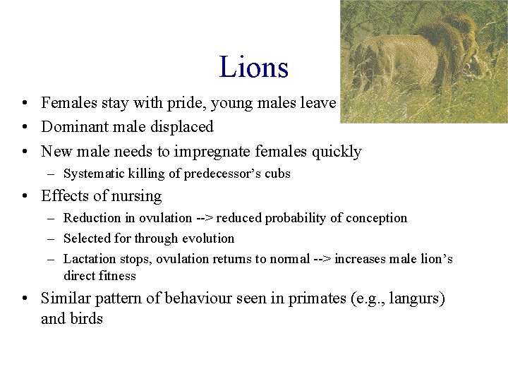 Lions • Females stay with pride, young males leave • Dominant male displaced •