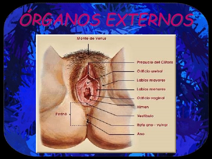 ÓRGANOS EXTERNOS 