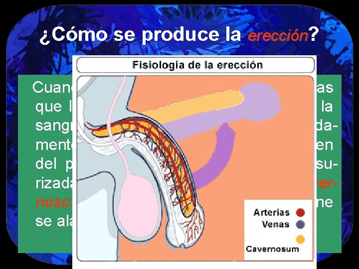 ¿Cómo se produce la erección? Cuando un hombre se excita, las arterias que llevan