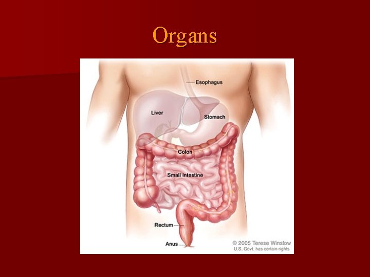 Organs 