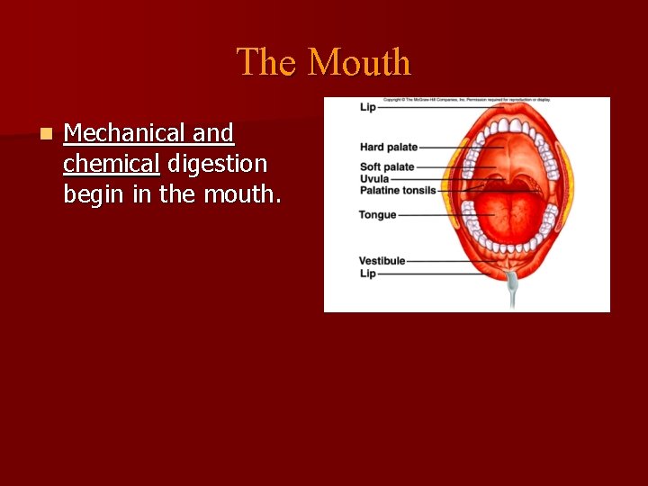 The Mouth n Mechanical and chemical digestion begin in the mouth. 