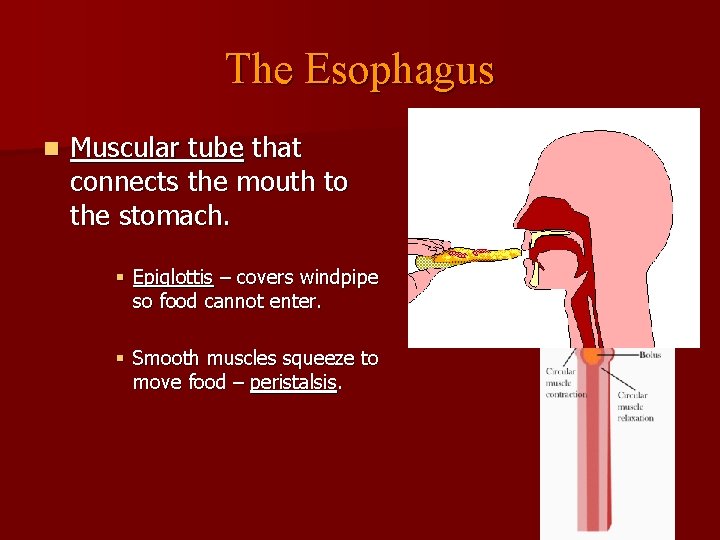 The Esophagus n Muscular tube that connects the mouth to the stomach. § Epiglottis